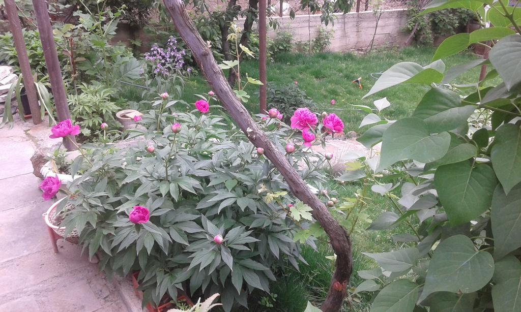 بيت ضيافة أوشا Mtsʼkhetʼa المظهر الخارجي الصورة