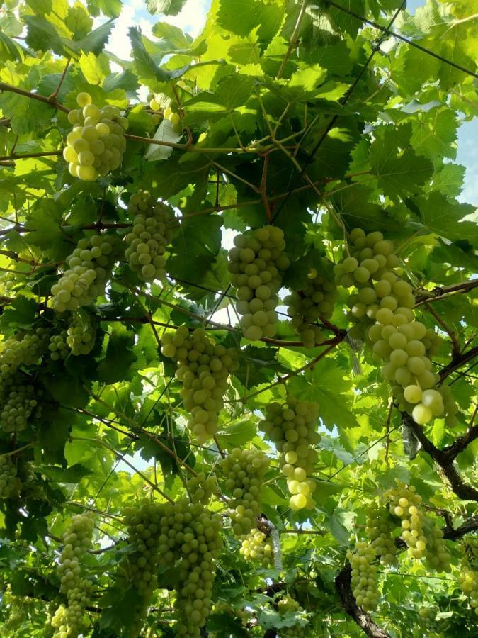 بيت ضيافة أوشا Mtsʼkhetʼa المظهر الخارجي الصورة